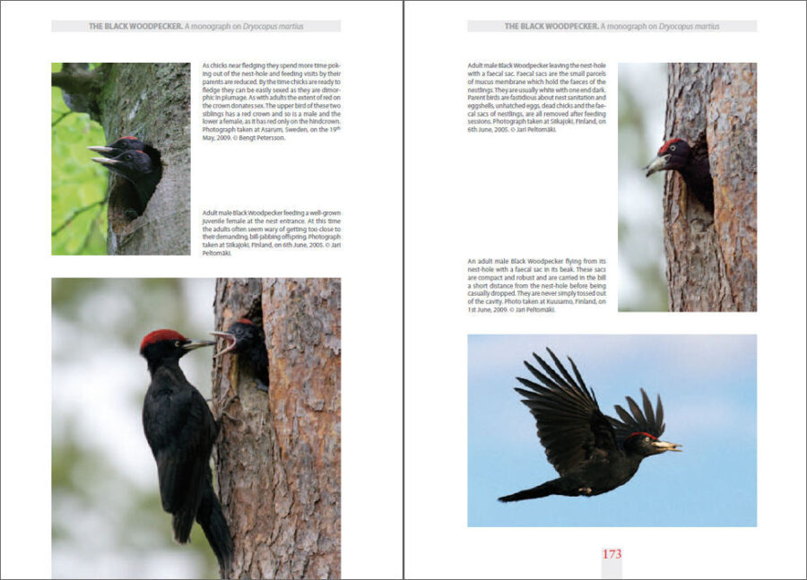 The Black Woodpecker sample page